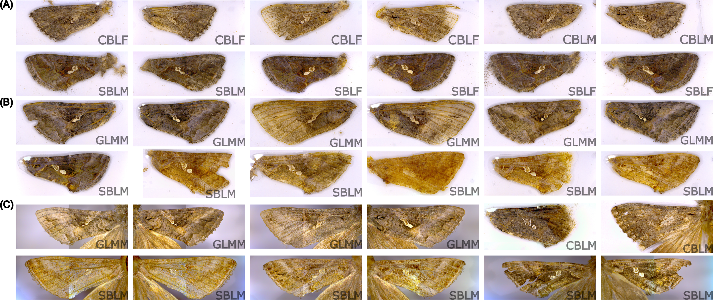 Figure 1 from Torres, Tan, et al. 2025 in Frontiers in Agronomy, showing different wing patterns of selected species from the Plusiinae subfamily